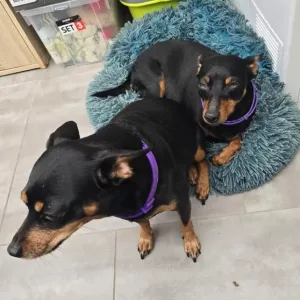 Modtog 3 stk. beroligende hundeferomonhalsbånd fra kunde D***l