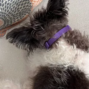 Modtog 3 stk. beroligende hundeferomonhalsbånd fra kunde N****y