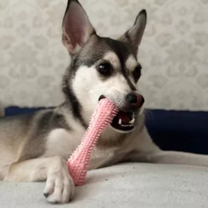 Modtaget tandrensende tyggelegetøj til hund fra kunde T***e.