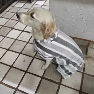 Modtaget hundebadekåbe absorberende håndklæde badekåbe fra kunde B****e.