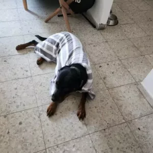 Modtaget hundebadekåbe absorberende håndklæderob fra kunde V********p.