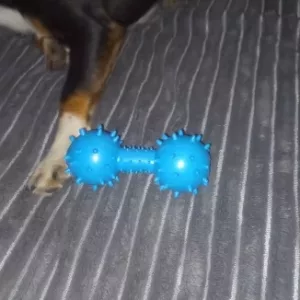 Modtaget gummi knitre-dumbbell hundelegetøj fra kunde T****m.