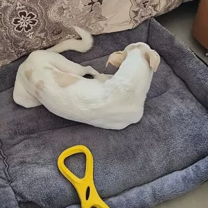 Modtaget vaskbart hundeseng plysmadras fra kunde N***o.
