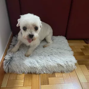 Modtog Super Blødt Plys Hundeseng fra kunde U****p.