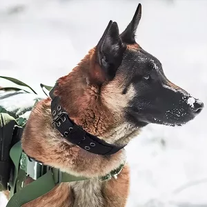 dog collar, tactical dog collar, military dog collar, adjustable dog collar