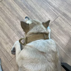 Modtaget Tactical AirTag Holder Hundehalsbånd med håndtag fra kunde V*****a.