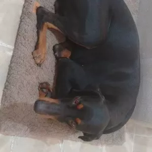 Modtog kort plysseng til hund med aftageligt betræk fra kunde G*****h.