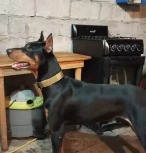 Modtog justerbart taktisk hundehalsbånd fra kunde D***p.
