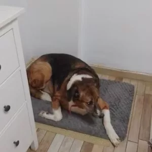 Modtaget kort plysdyrhundeseng med aftageligt betræk fra kunde K****l.