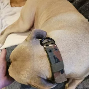 Modtog justerbart taktisk hundehalsbånd fra kunde S*****n.