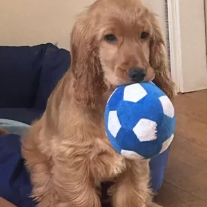 Modtog Hundefodbold Knirkende Bold Blødt Legetøj fra kunde M*****l.
